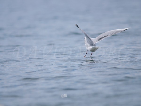 洞爺湖に降り立った鳥の写真