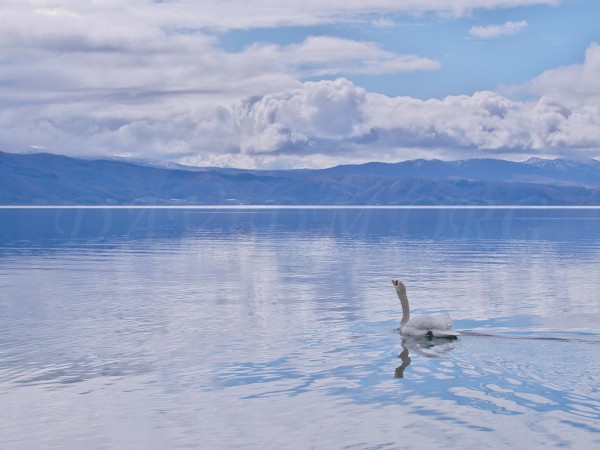 洞爺湖の白鳥の写真