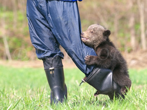 森の王者ヒグマの子熊@北海道写真集