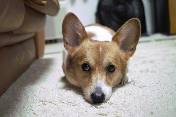 コーギーのケリーの写真