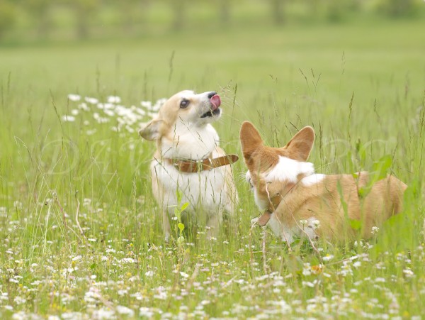 今度はケリーが獲物か？