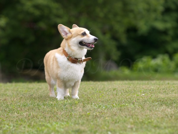 ケリーを探すアーサー