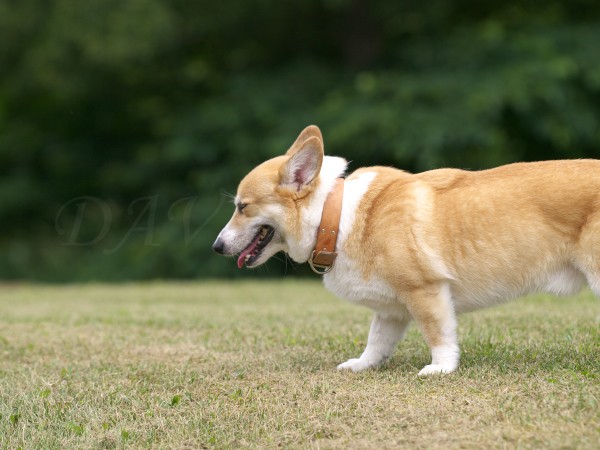 自画自賛