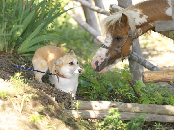 ポニーに驚くコーギー