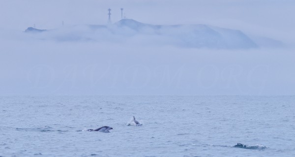 室蘭のカマイルカの写真