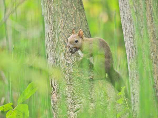 夏毛のエゾリス