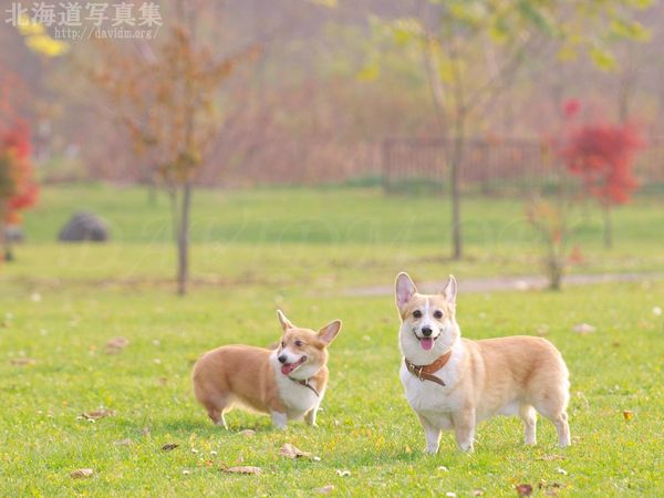 秋の公園とコーギー 今月の壁紙 北海道壁紙の旅