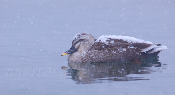 雪が積もった洞爺湖のカルガモ