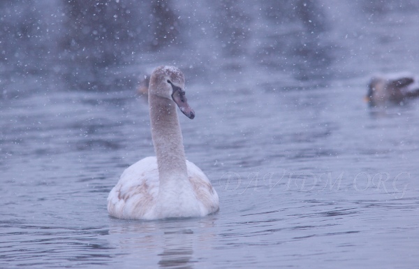 洞爺湖の子白鳥の写真