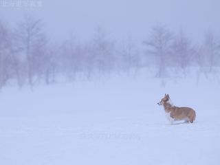 吹雪とコーギー 今月の壁紙 北海道壁紙の旅