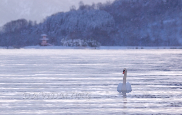 洞爺湖の白鳥の写真