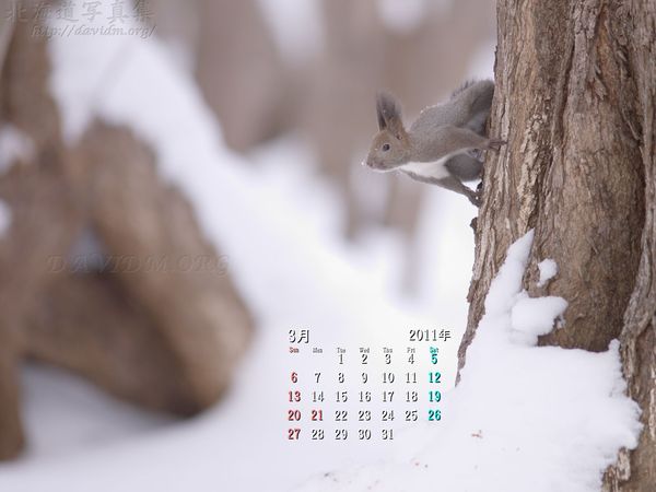 3月の壁紙カレンダー： エゾリスと雪