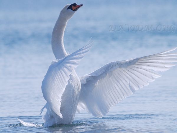 春の光に透ける純白の羽 北海道写真集