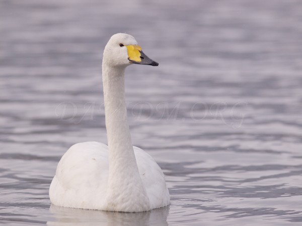 洞爺湖のオオハクチョウ