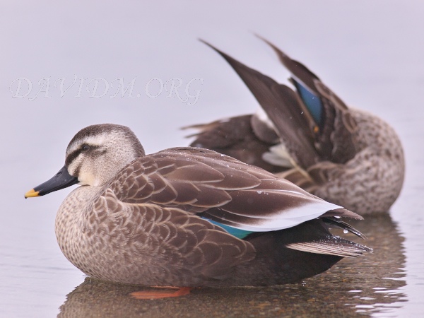 洞爺湖のカルガモの写真