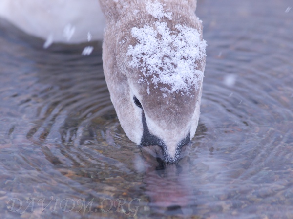 水を飲む子白鳥の写真