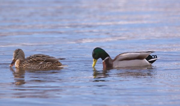 洞爺湖のマガモのつがい