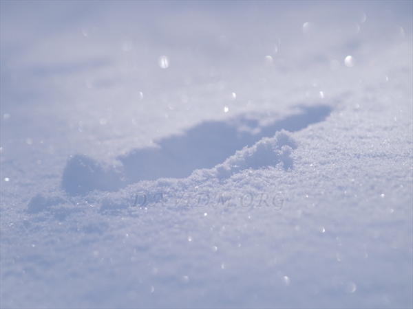 新雪と動物の足跡の写真