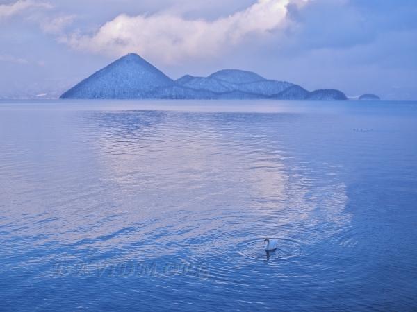 洞爺湖の白鳥の写真