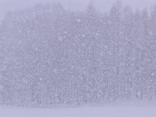 大雪の写真