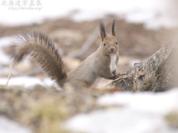 今月の壁紙： 雪解けとエゾリス
