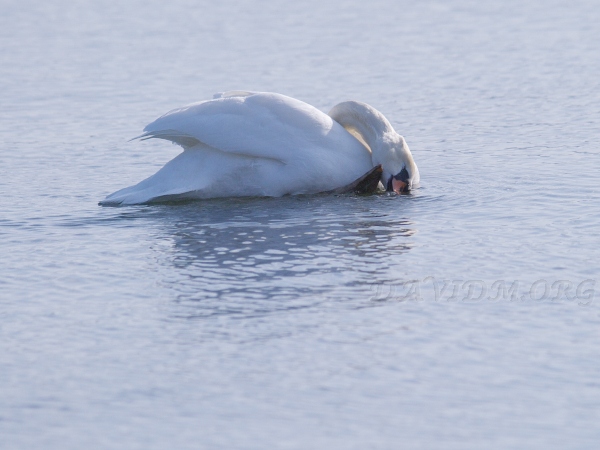 顔を気にする白鳥