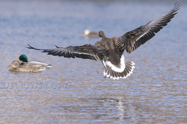 鳥の写真 北海道写真集