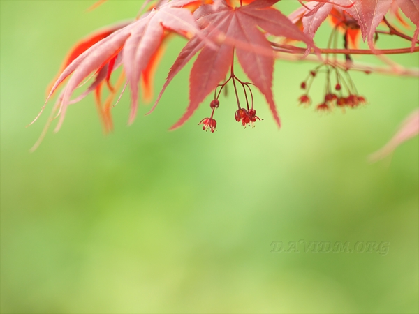 春紅葉の楓の花
