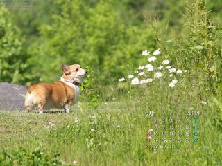 夏の公園とコーギー 8月の壁紙カレンダー 北海道壁紙の旅