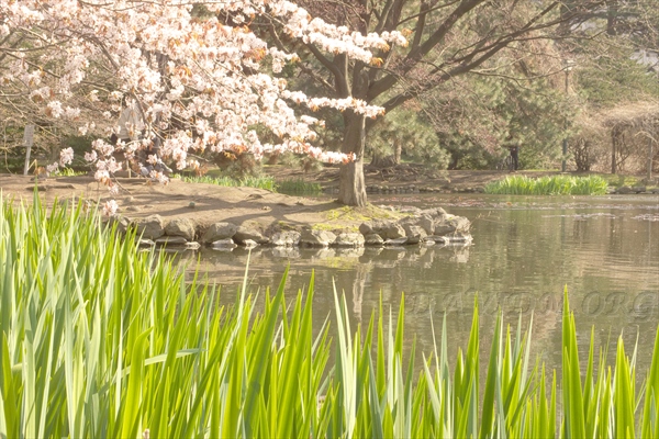 道庁の桜