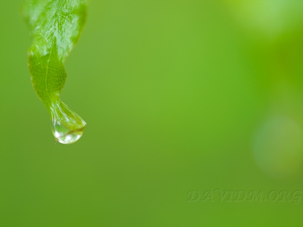 森を潤す雨のしずく 北海道写真集