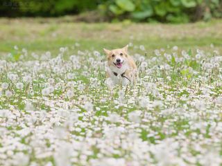 コーギー壁紙 北海道壁紙の旅