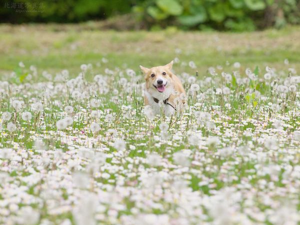 今月の壁紙： 花とコーギー
