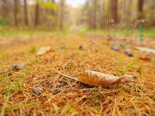 11月の壁紙カレンダー: 秋の小道