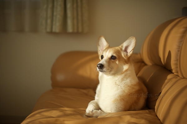 考える犬 北海道写真集