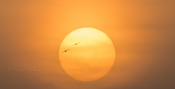 夕陽と二羽のカモメ