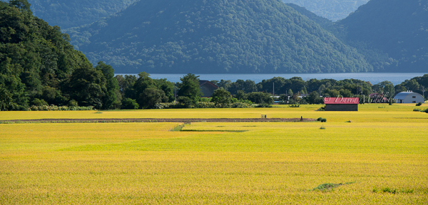 洞爺湖のお米