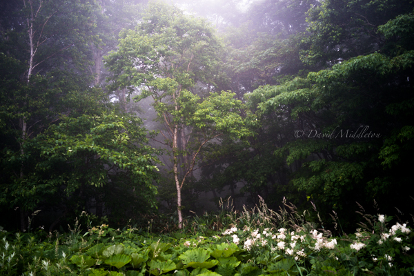 雨に潤う 北海道写真集