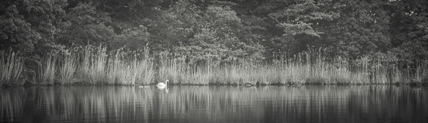 洞爺湖の白鳥