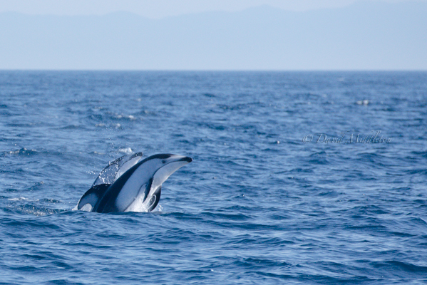 噴火湾のカマイルカ
