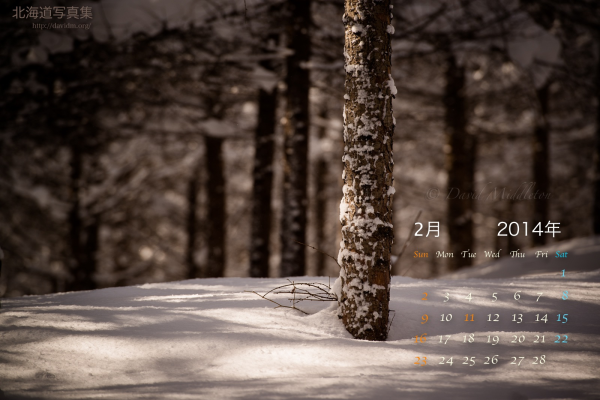 2月の壁紙カレンダー:　冬の森