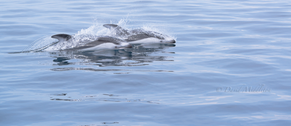 カマイルカの浮上