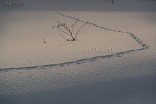 今月の壁紙:　雪原の足跡