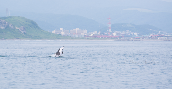 室蘭の街とカマイルカ
