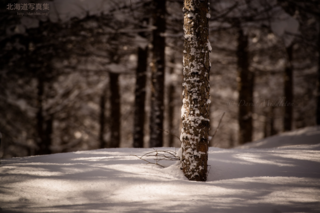 今月の壁紙:　冬の森