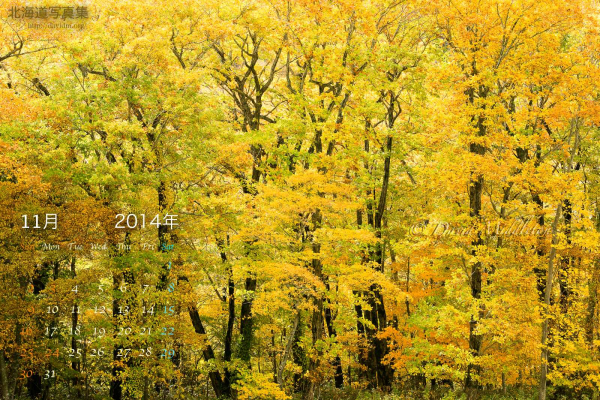 11月の壁紙カレンダー:　秋色に染まる森