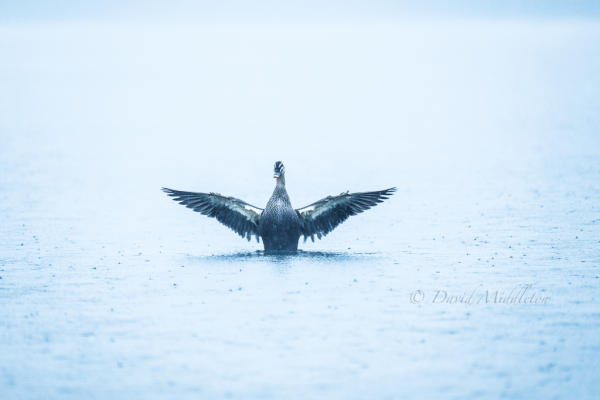 鳥の写真 北海道写真集