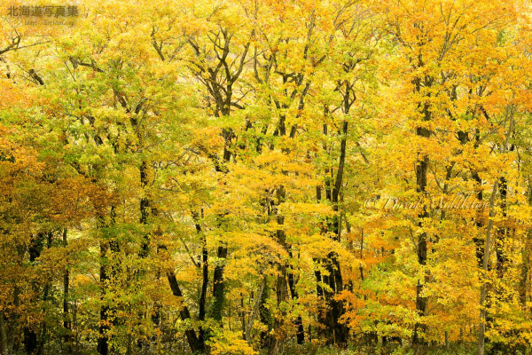 今月の壁紙:　秋色に染まる森